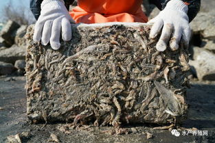 水產(chǎn)養(yǎng)殖擴(kuò)張與漁業(yè)資源枯竭 近海困境與飼料銷售的雙重挑戰(zhàn)